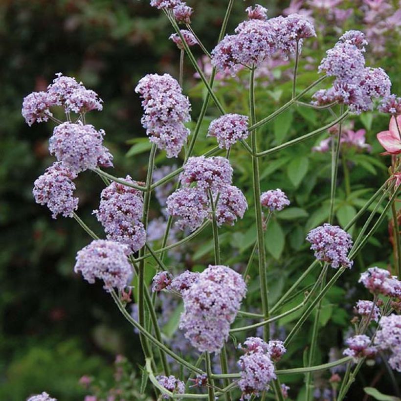 Verbena bonariensis Cloud - Argentinisches Eisenkraut (Blüte)