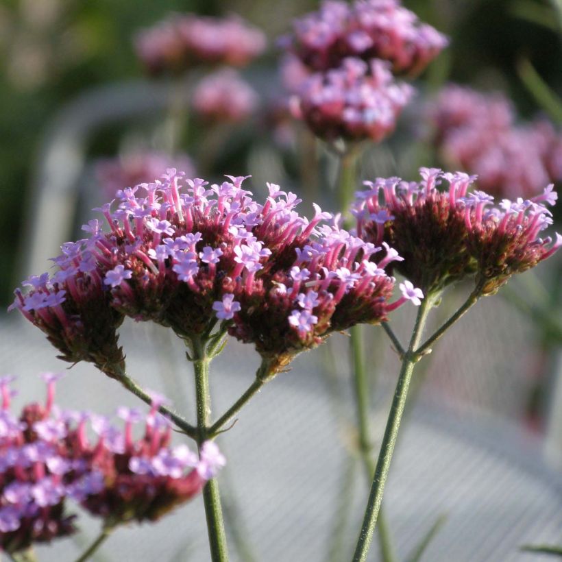 Verbena bonariensis Lollipop - Argentinisches Eisenkraut (Blüte)