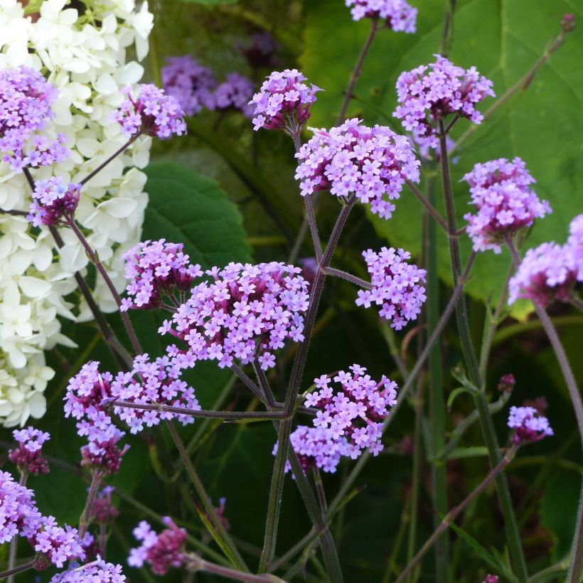 Verbena bonariensis Lollipop - Argentinisches Eisenkraut (Hafen)