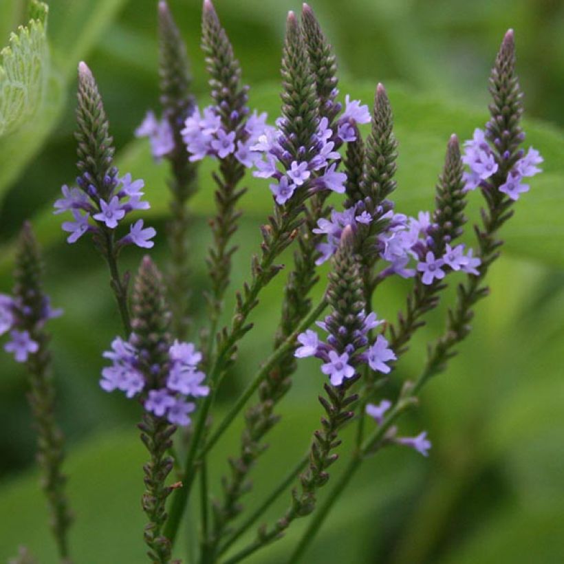 Verbena hastata - Lanzen-Eisenkraut (Blüte)