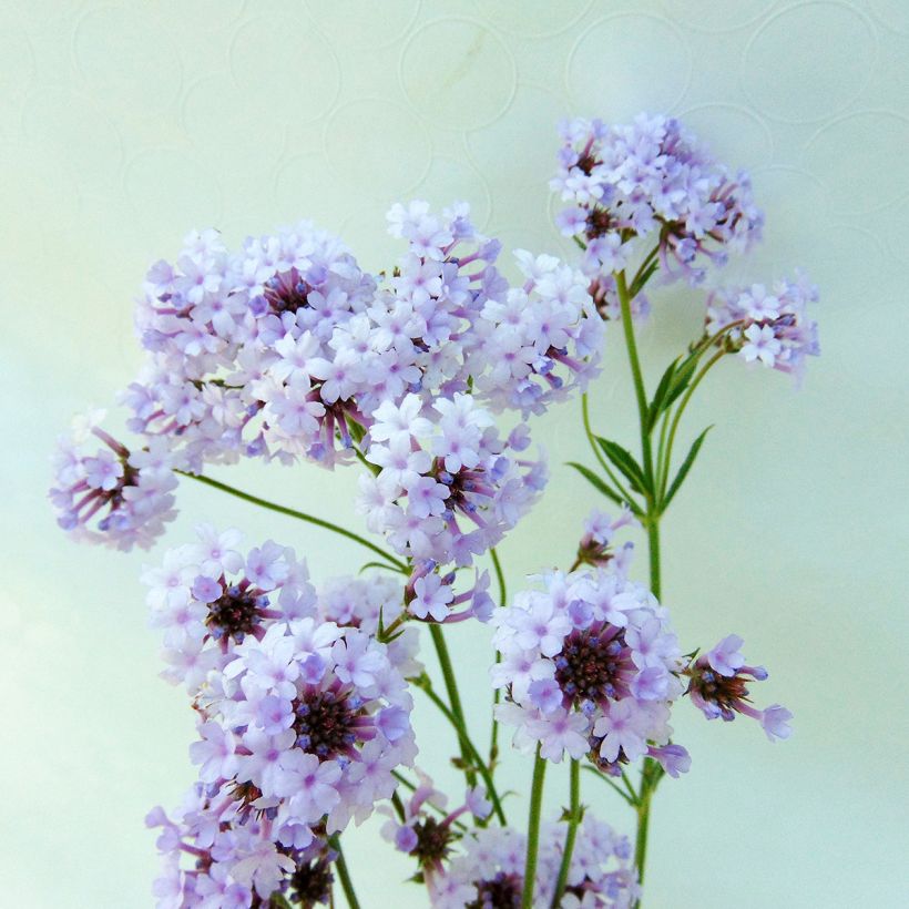 Verbena rigida Polaris - Steifes Eisenkraut (Blüte)