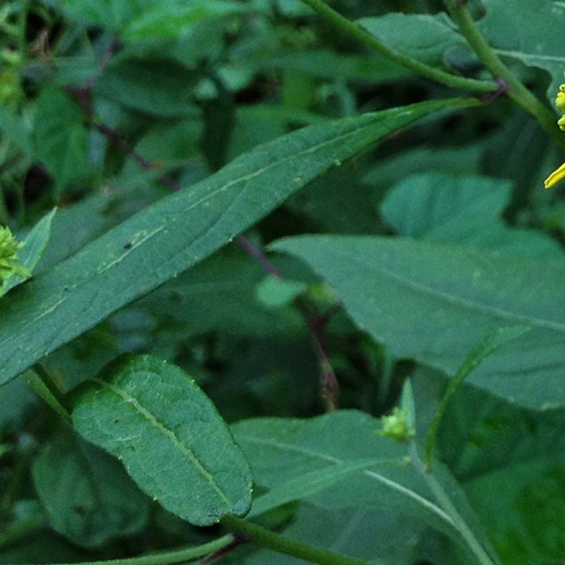 Verbesina alternifolia - Wechselständige Verbesina (Laub)