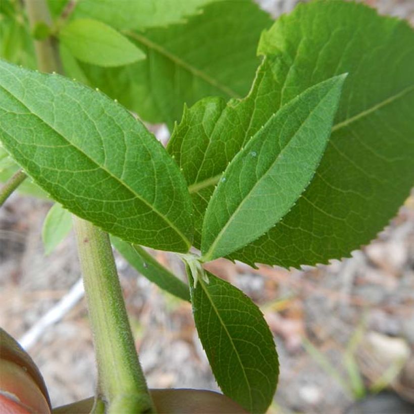 Vernonia baldwinii - Baldwins Scheinaster (Laub)