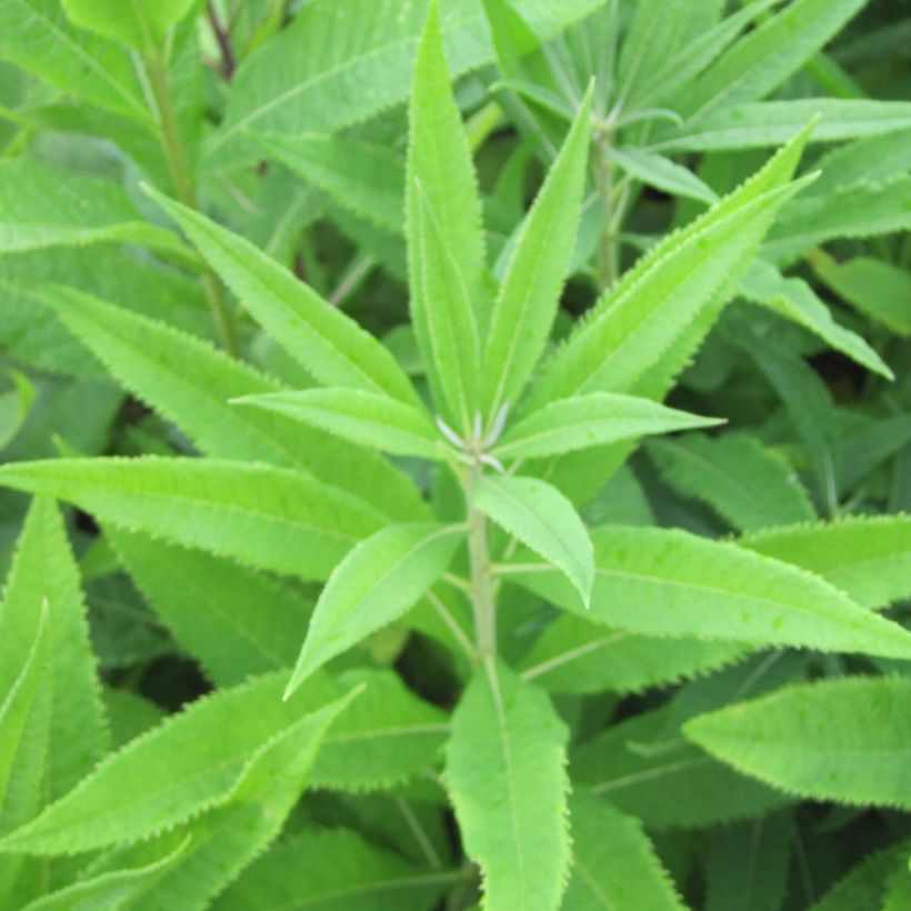 Vernonia crinita var. alba - Scheinaster (Laub)