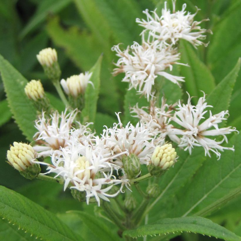 Vernonia crinita var. alba - Scheinaster (Blüte)