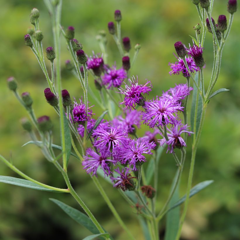 Vernonia crinita Vernonia crinita - Scheinaster (Blüte)