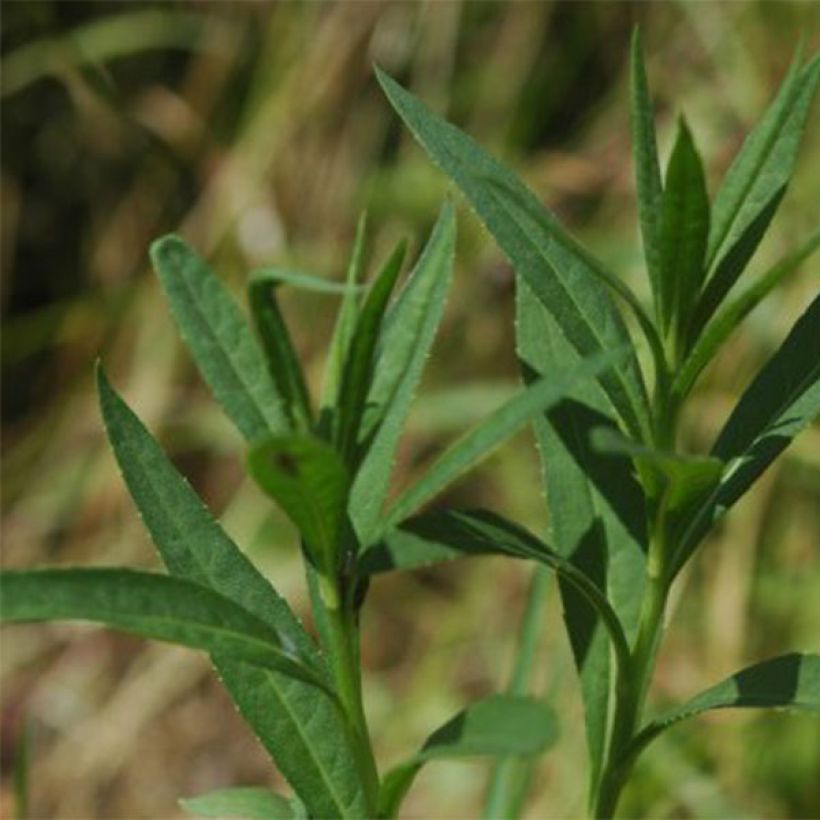 Vernonia fasciculata - Büschelige Scheinaster (Laub)