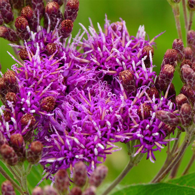 Vernonia fasciculata - Büschelige Scheinaster (Blüte)