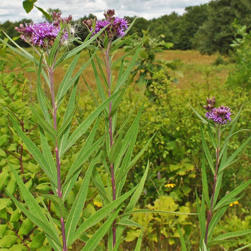 Vernonia fasciculata - Büschelige Scheinaster (Hafen)