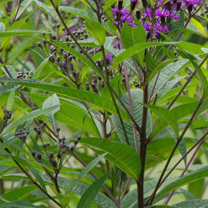 Vernonia noveboracensis - New York Scheinaster (Laub)