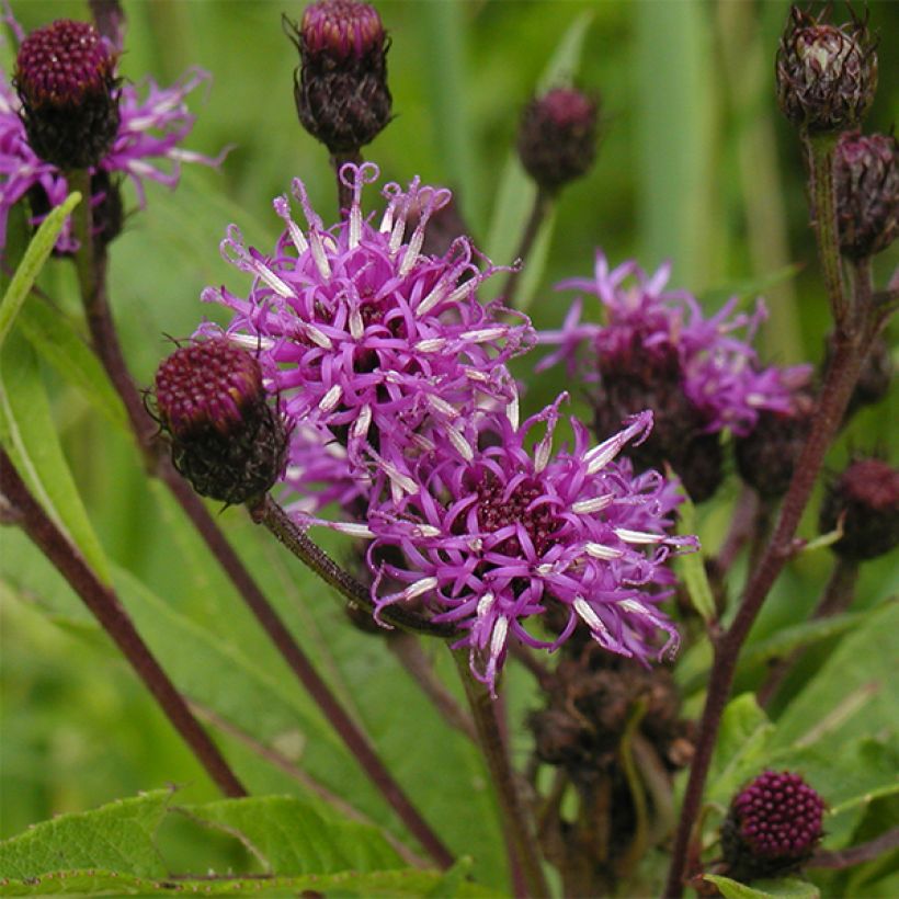 Vernonia noveboracensis - New York Scheinaster (Blüte)