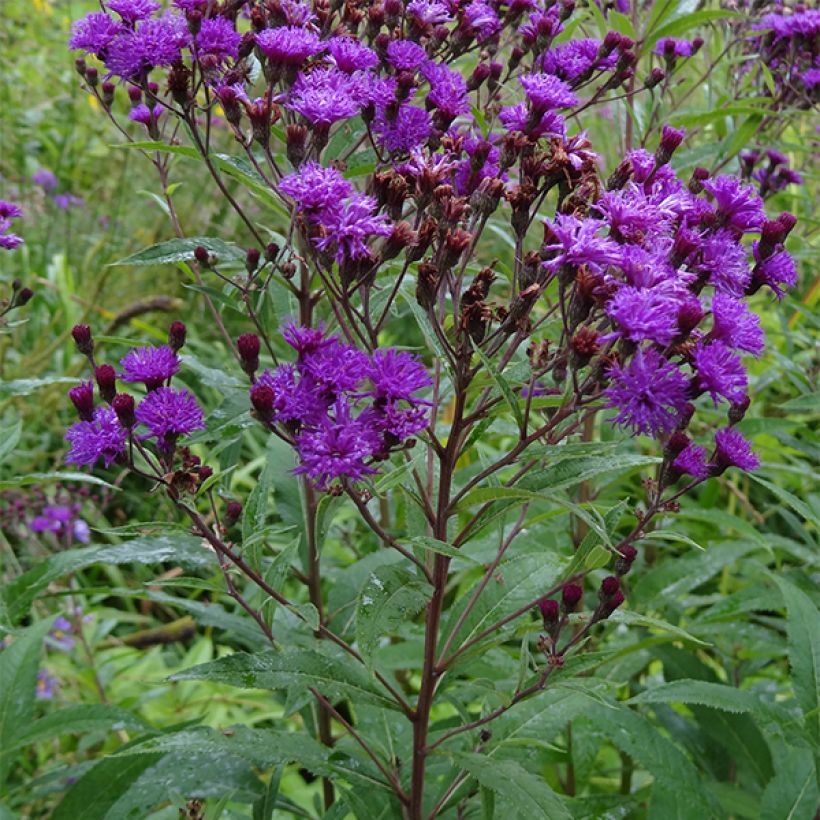 Vernonia noveboracensis - New York Scheinaster (Hafen)