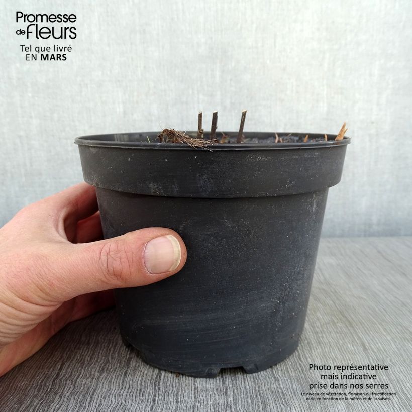 Exemplar von Vernonia noveboracensis White Lightning en pot de 2L/3L wie im Winter geliefert