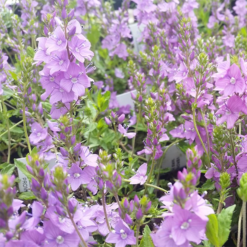 Niederliegender Ehrenpreis Mrs Holt - Veronica prostrata (Blüte)