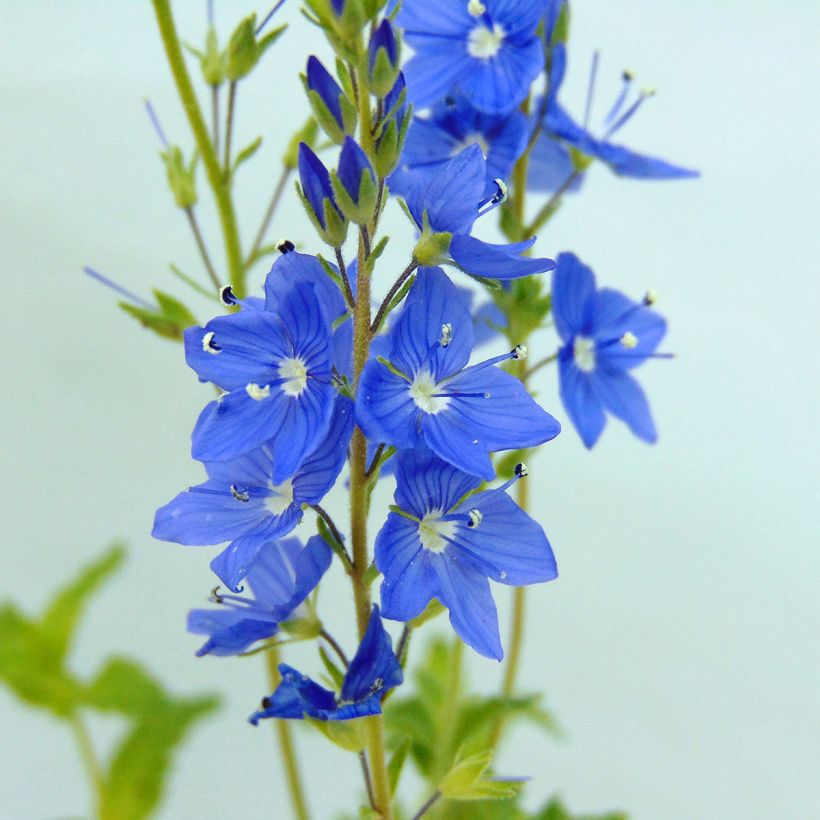 Veronica austriaca Royal Blue - Österreichischer Ehrenpreis (Blüte)