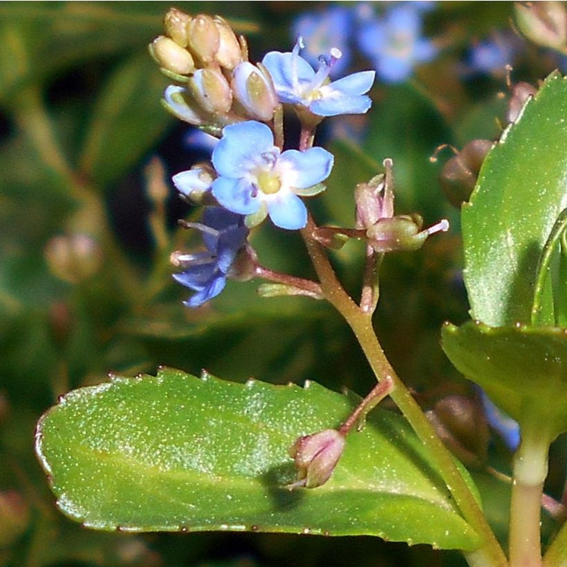 Veronica beccabunga - Bachbunge (Blüte)