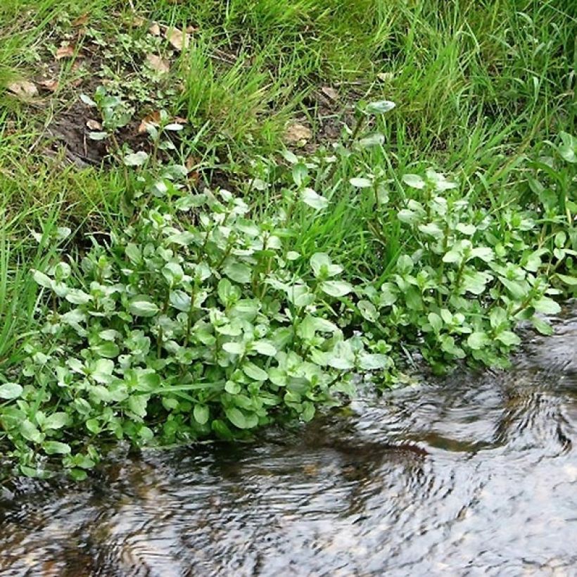 Veronica beccabunga - Bachbunge (Hafen)