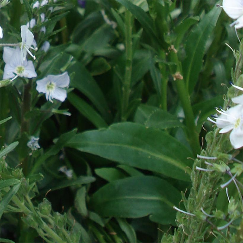 Veronica gentianoides - Enzianblättriger Ehrenpreis (Laub)