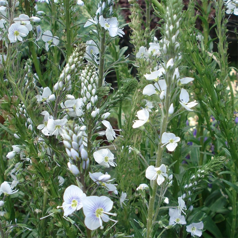 Veronica gentianoides - Enzianblättriger Ehrenpreis (Blüte)