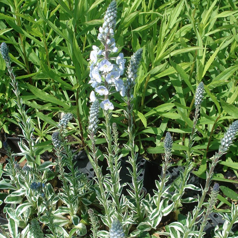 Veronica gentianoides Variegata - Enzianblättriger Ehrenpreis (Hafen)