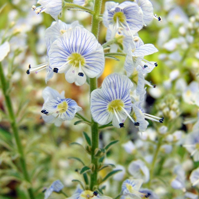 Veronica gentianoides Variegata - Enzianblättriger Ehrenpreis (Blüte)