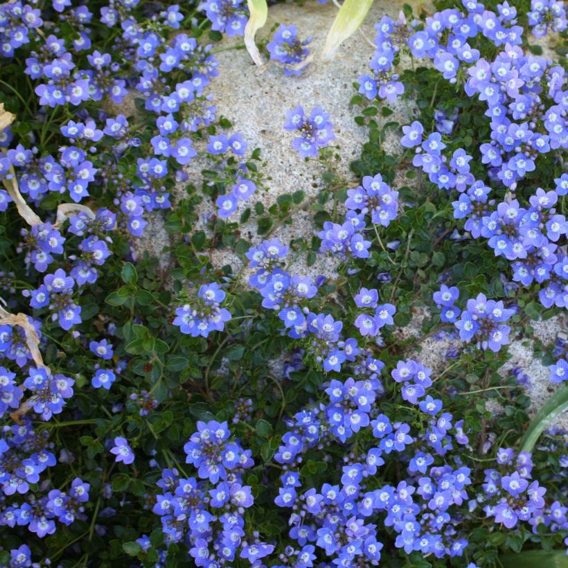 Veronica liwanensis - Zwerg-Polster-Ehrenpreis (Hafen)