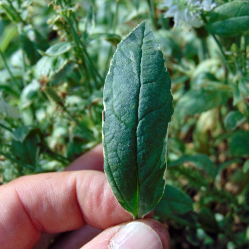 Langblättriger Ehrenpreis Charlotte - Veronica longifolia (Laub)