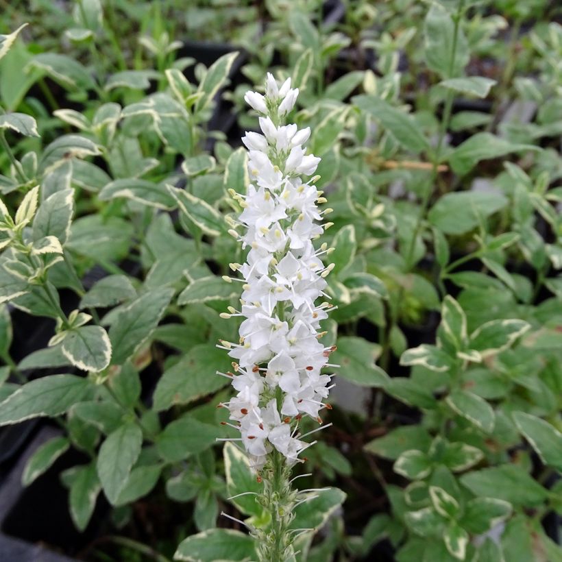 Langblättriger Ehrenpreis Charlotte - Veronica longifolia (Blüte)