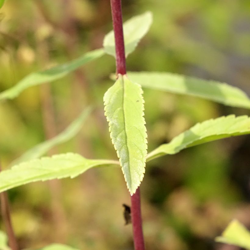 Langblättriger Ehrenpreis First Glory - Veronica longifolia (Laub)