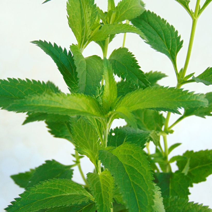 Langblättriger Ehrenpreis Lila Karina - Veronica longifolia (Laub)