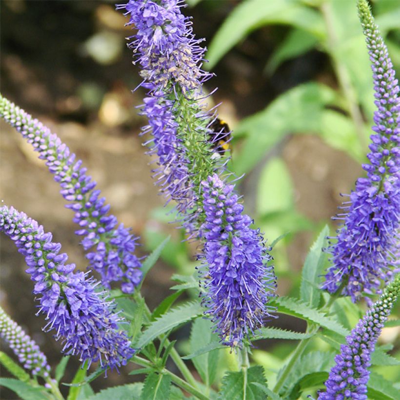 Langblättriger Ehrenpreis Marietta - Veronica longifolia (Blüte)