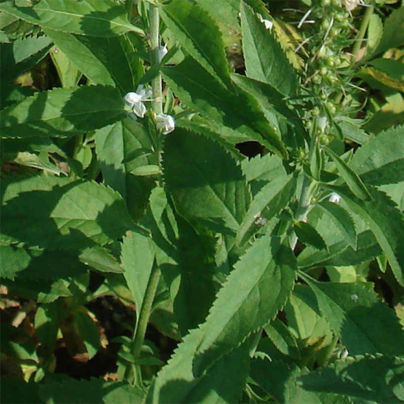 Langblättriger Ehrenpreis Schneeriesin - Veronica longifolia (Laub)