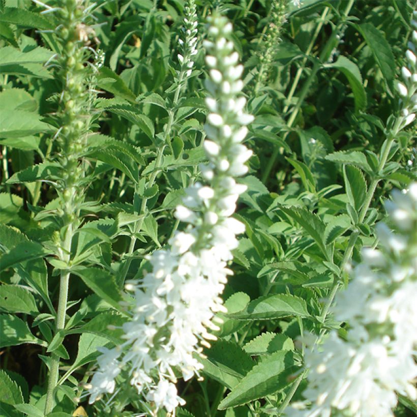 Langblättriger Ehrenpreis Schneeriesin - Veronica longifolia (Blüte)