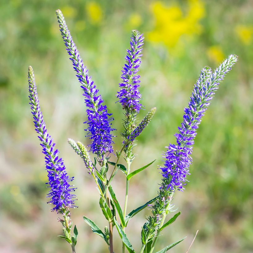 Langblättriger Ehrenpreis - Veronica longifolia (Blüte)