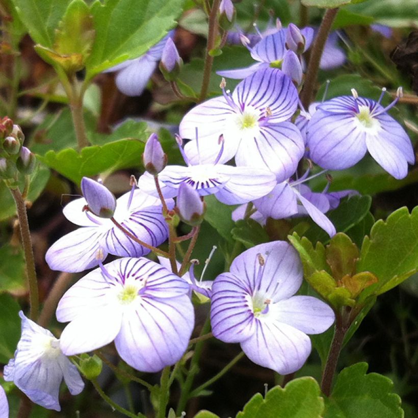 Ehrenpreis Madame Mercier - Veronica petraea (Blüte)