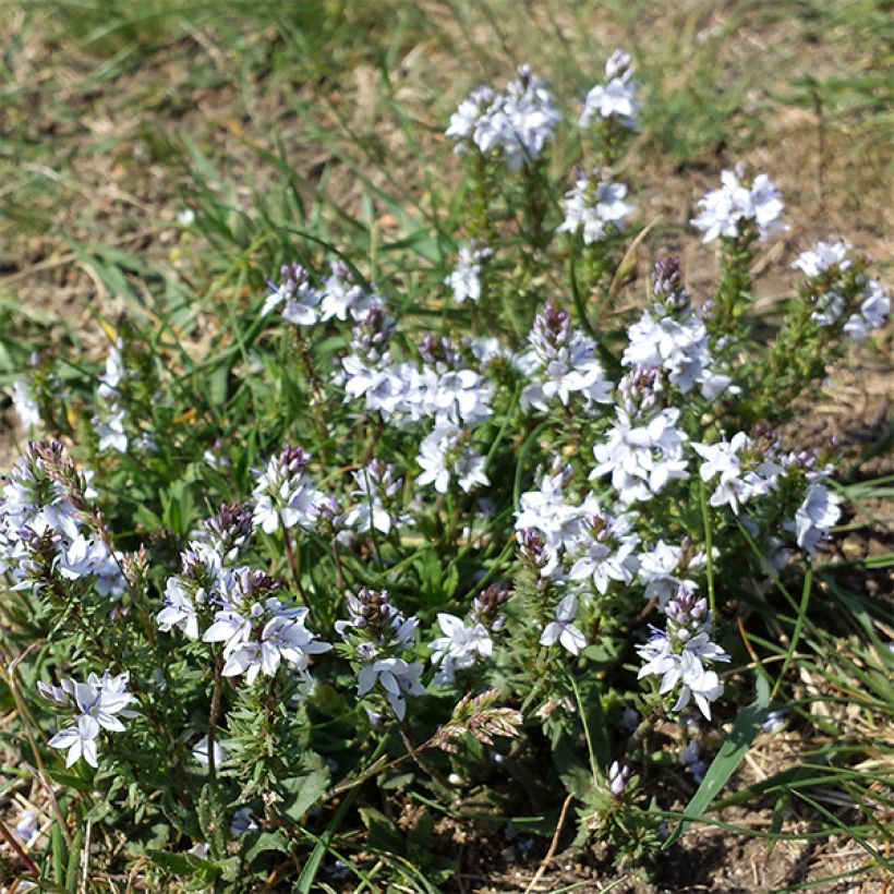 Niederliegender Ehrenpreis - Veronica prostrata (Hafen)