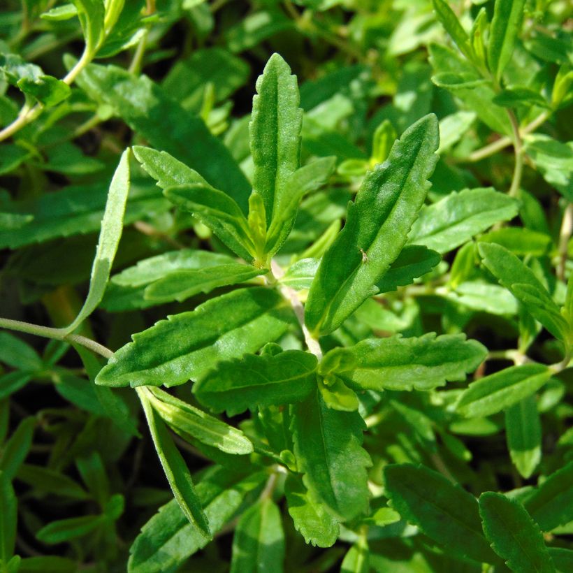 Niederliegender Ehrenpreis Alba - Veronica prostrata (Laub)