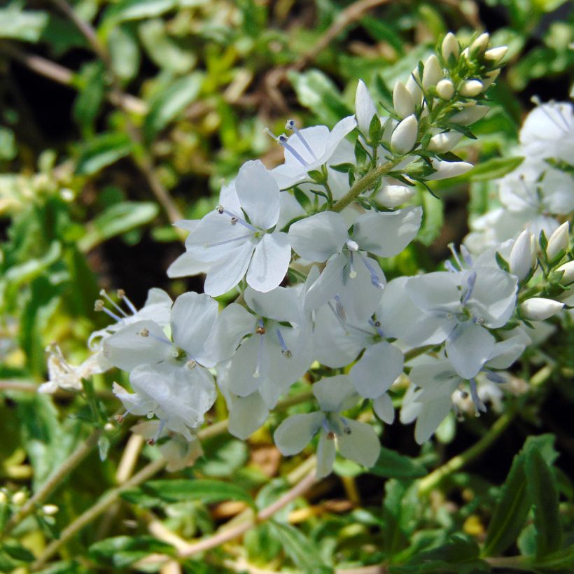 Niederliegender Ehrenpreis Alba - Veronica prostrata (Blüte)