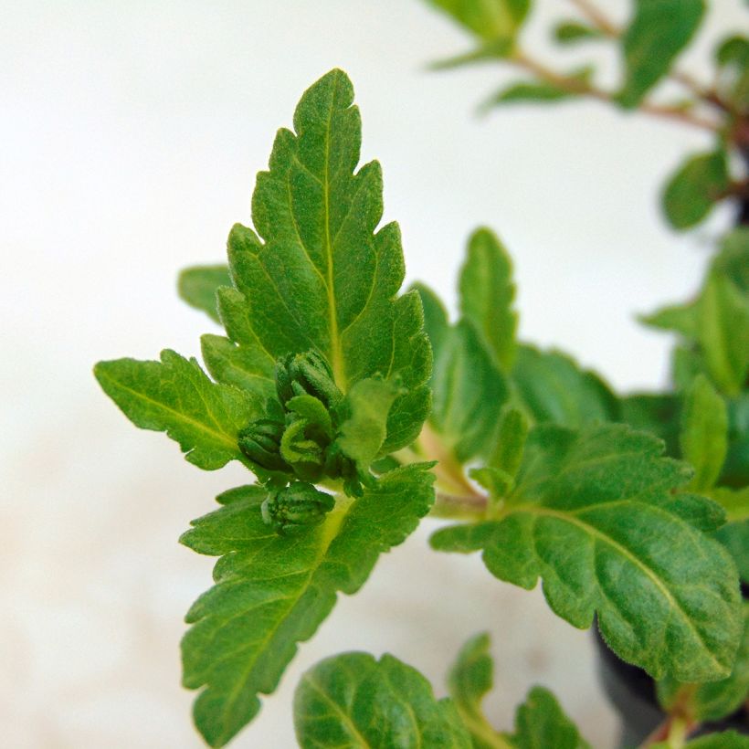 Niederliegender Ehrenpreis Mrs Holt - Veronica prostrata (Laub)