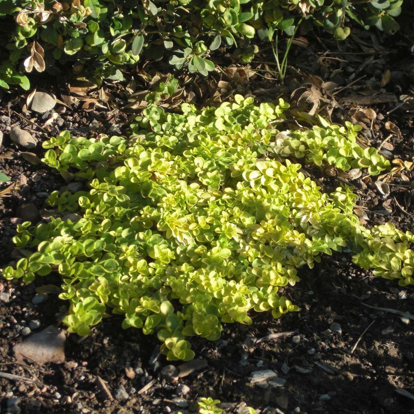 Kriechender Ehrenpreis Sunshine - Veronica repens (Hafen)