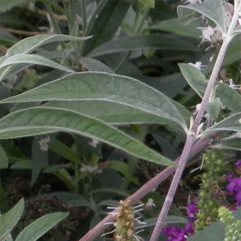 Ähriger Ehrenpreis Alba - Veronica spicata (Laub)