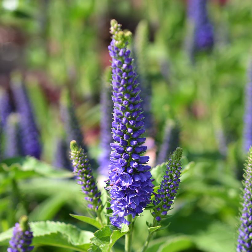 Veronica Baby Blue - Ehrenpreis (Blüte)