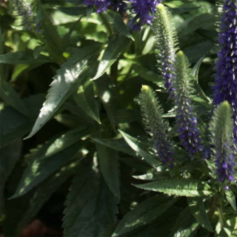 Ähriger Ehrenpreis Blue Candles - Veronica spicata (Laub)