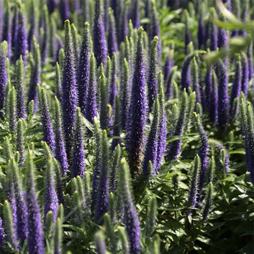 Ähriger Ehrenpreis Blue Candles - Veronica spicata (Blüte)