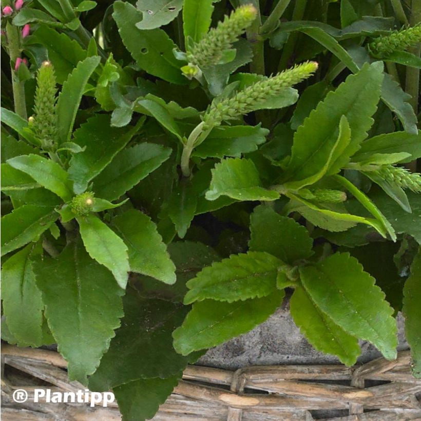 Ähriger Ehrenpreis Bubblegum Candles - Veronica spicata (Laub)