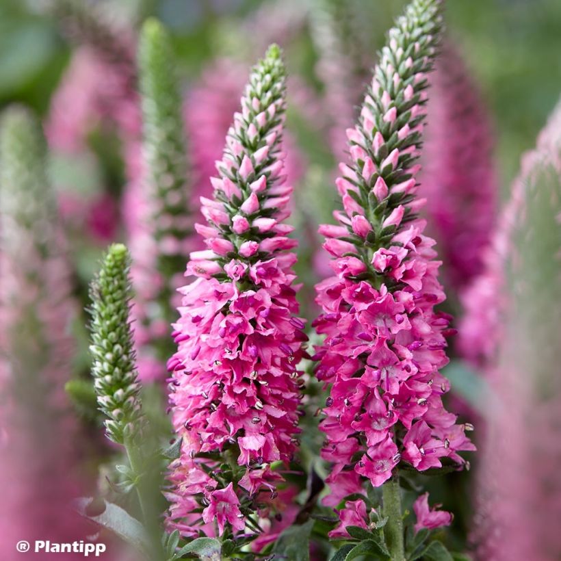 Ähriger Ehrenpreis Bubblegum Candles - Veronica spicata (Blüte)