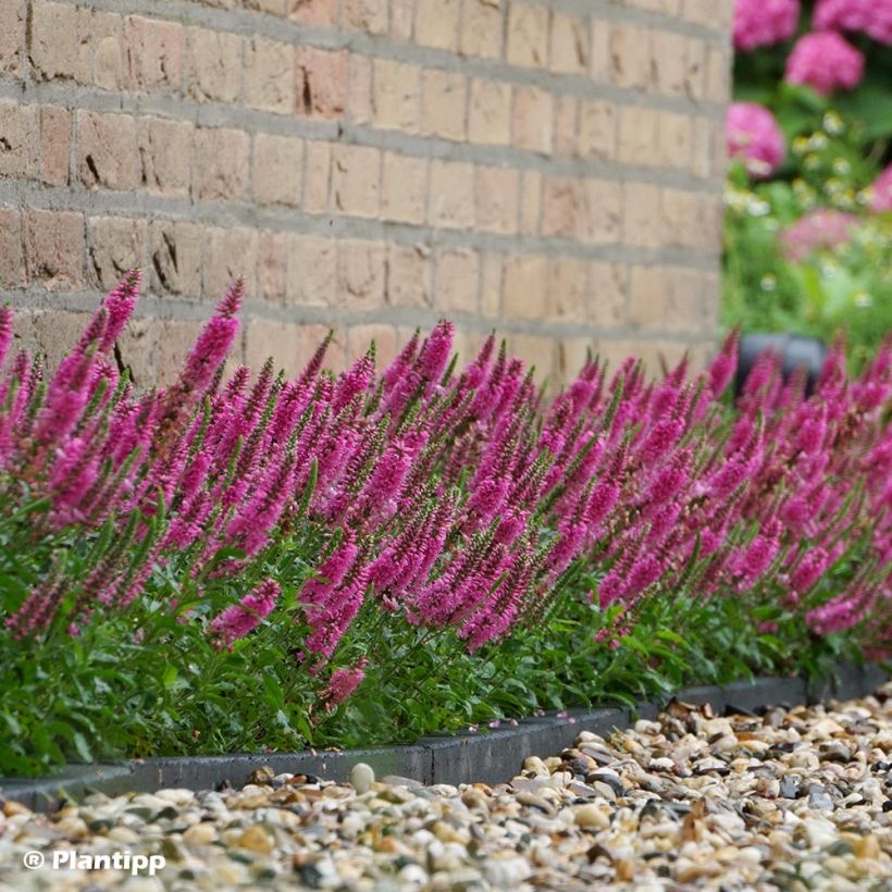 Ähriger Ehrenpreis Bubblegum Candles - Veronica spicata (Hafen)