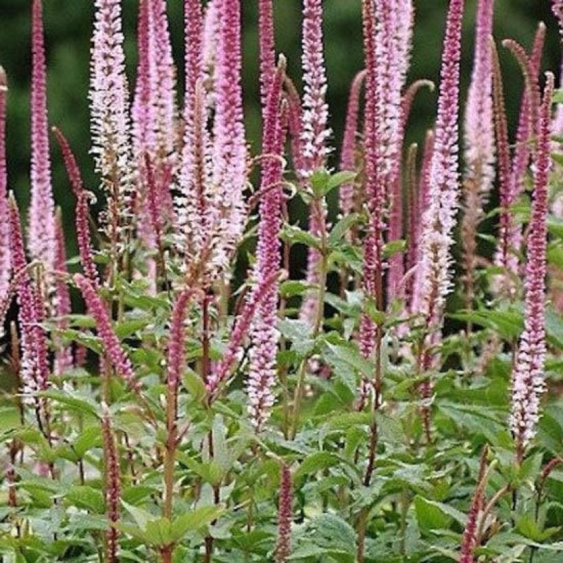 Ähriger Ehrenpreis Erika - Veronica spicata (Hafen)