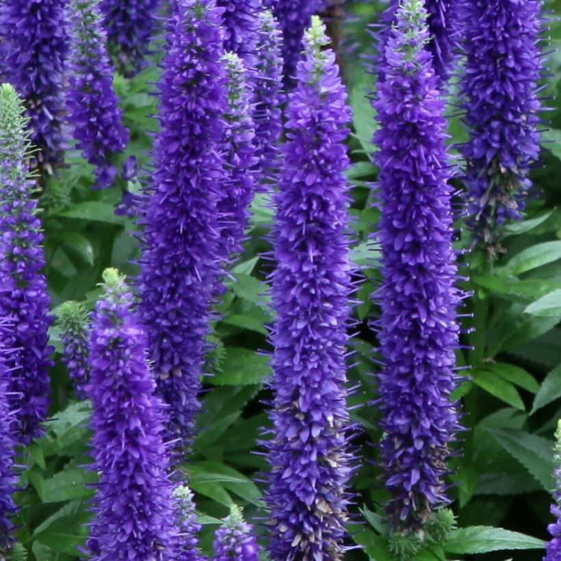 Ähriger Ehrenpreis Royal Candles - Veronica spicata (Blüte)