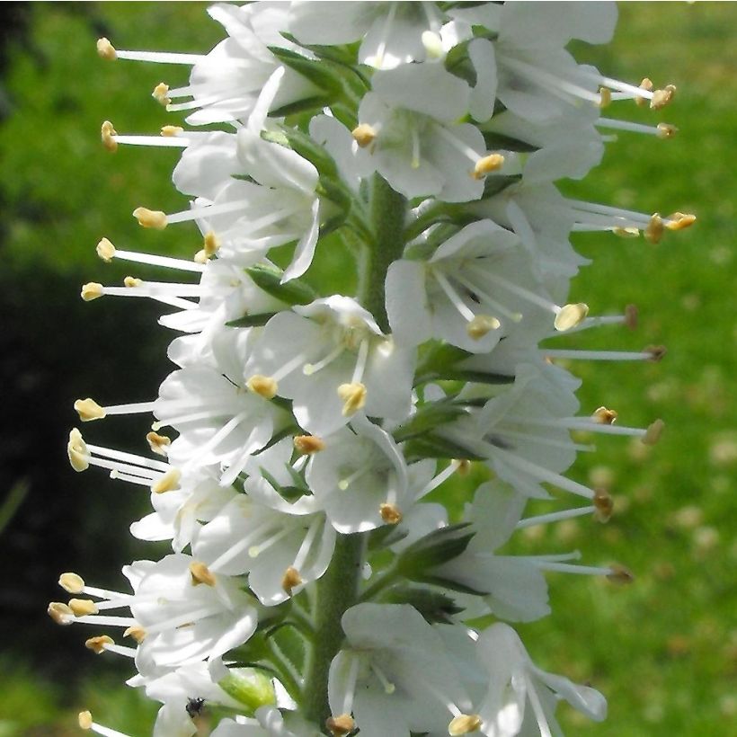 Ähriger Ehrenpreis Icicle - Veronica spicata (Blüte)